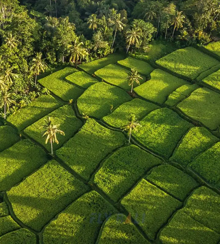 Aerial view of rice terraces and palms near Ubud