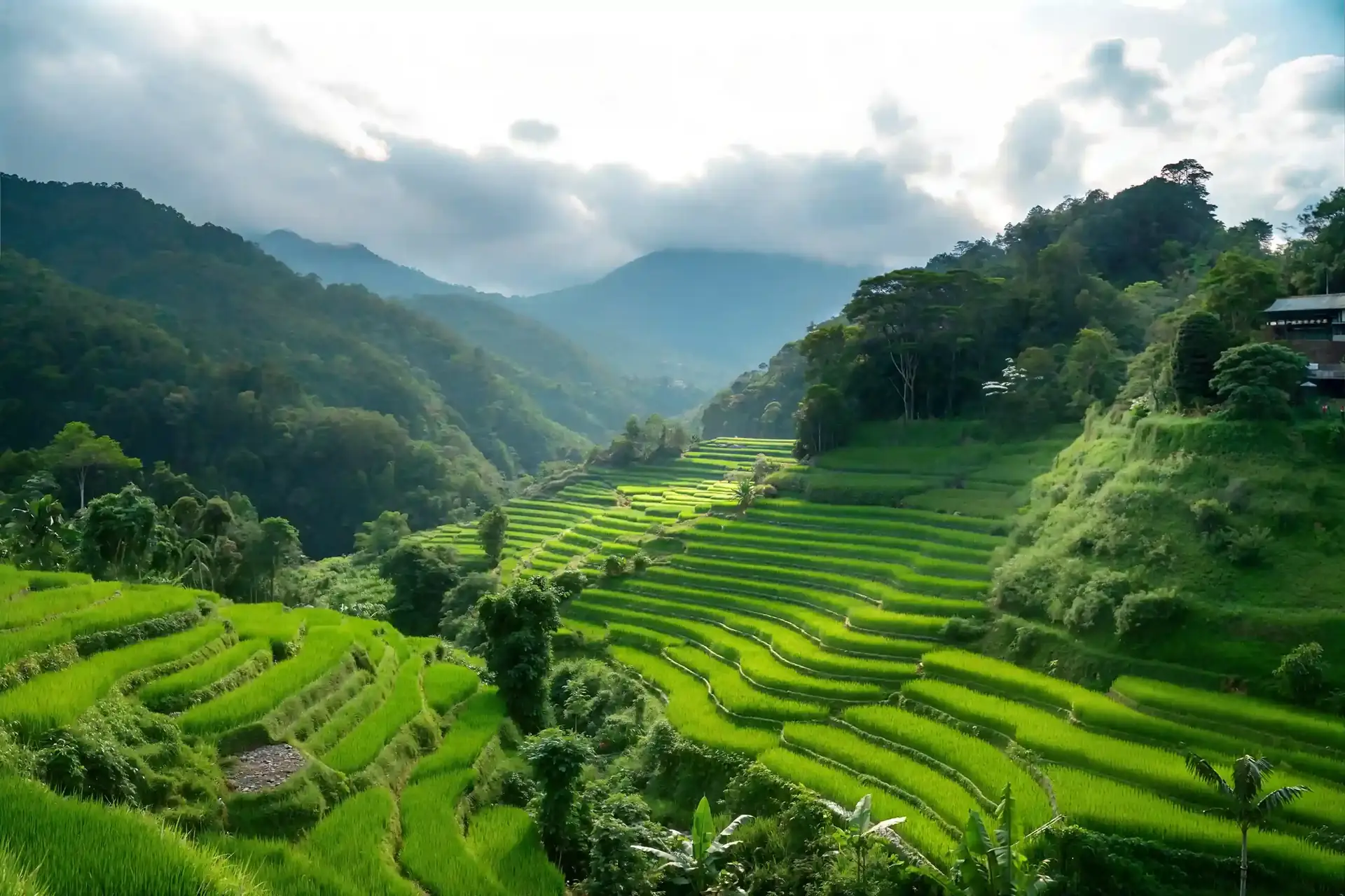Terraced rice fields in the green hills of Bali