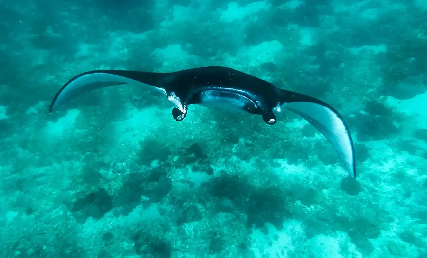 Manta ray gliding through blue water